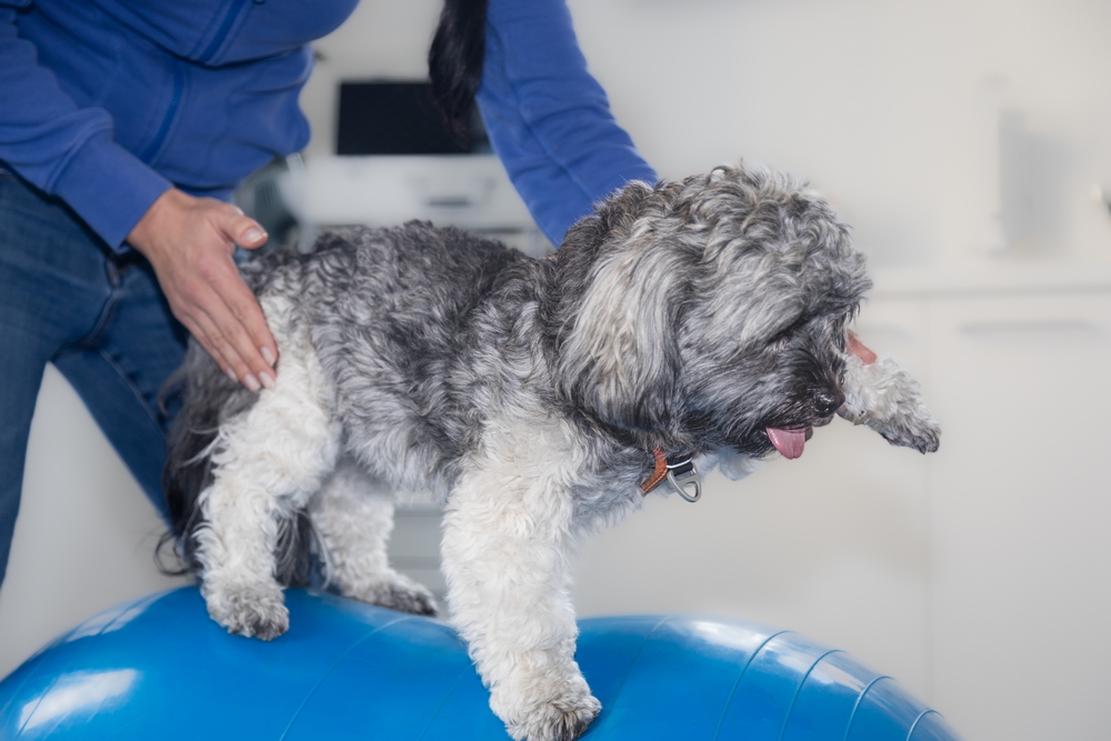 Rééducation fonctionnelle d’un chien à la clinique La clinique vétérinaire de Quissac propose la réeducation fonctionnelle d'un chien
